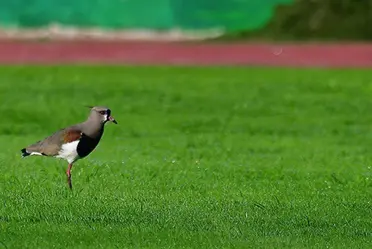 El partido finalmente se disputó en Jardines Del Hipódromo